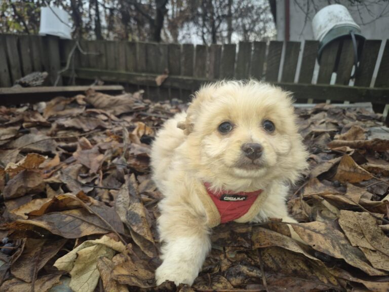 Messenger_creation_9563C55D-B66C-4522-BB99-AB85CCF8147F