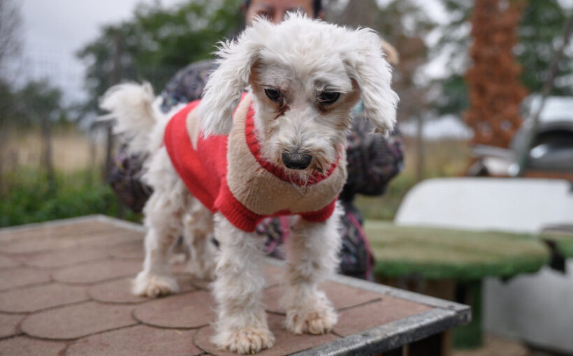 MS BUTTERCUP MS BUTTERCUP