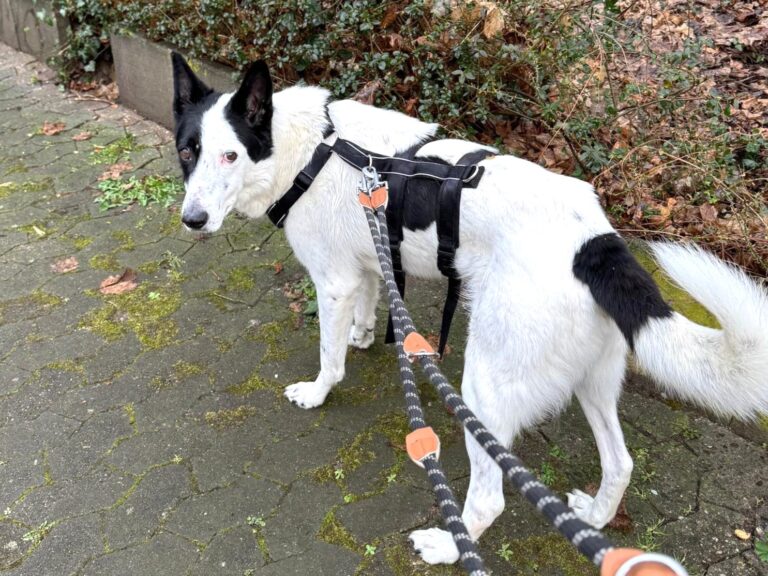 WhatsApp Image 2026-04-01 at 23.29