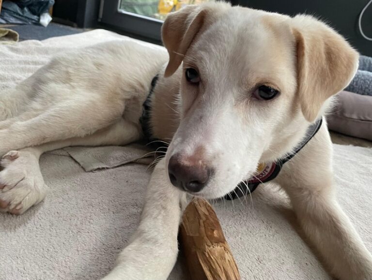 dd3b643a-1a80-4964-99ea-37d95c255839