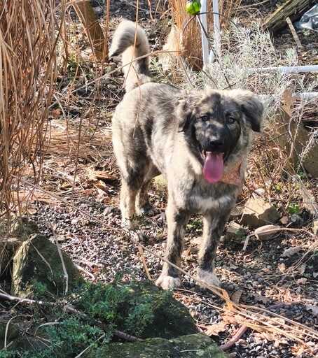 inbound8568503121926678118