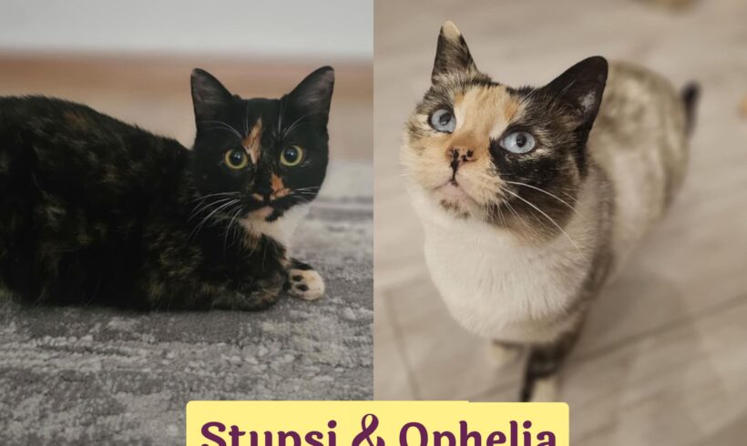 OPHELIA&STUPSI
