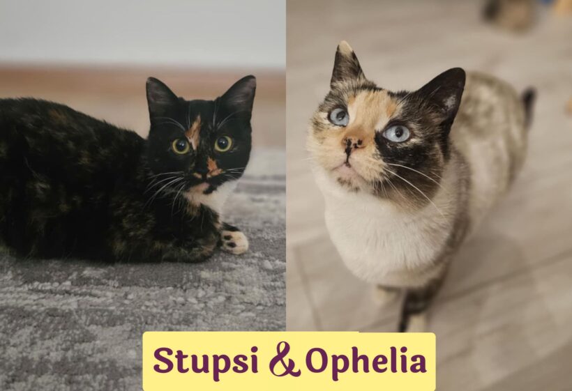 OPHELIA&STUPSI