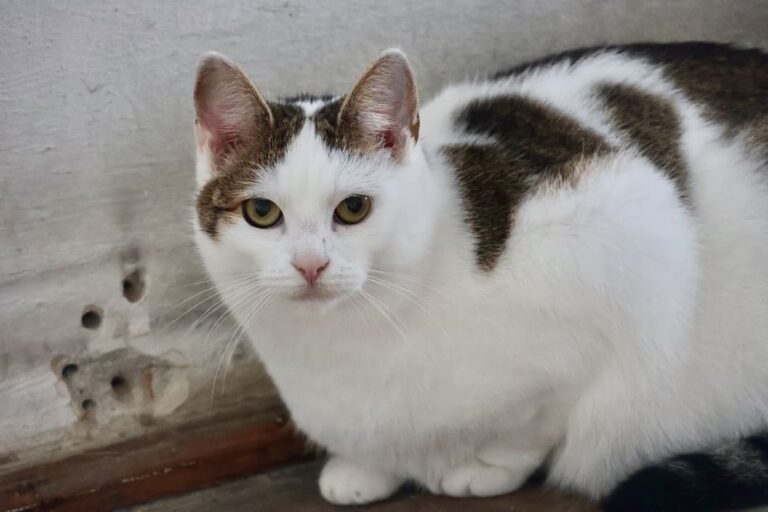 590442149_3286041341561036_7318505133388262592_n