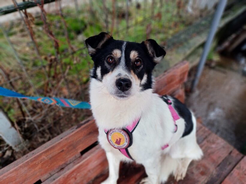 CALLI – reserviert CALLI – reserviert