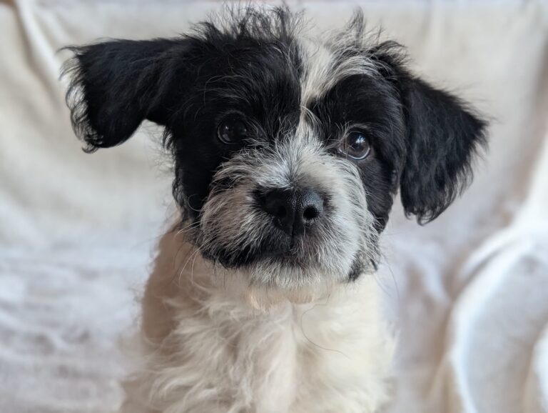 600981812_3203348273176620_3254339173896287897_n