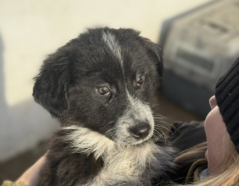 FRÄULEIN MENKE FRÄULEIN MENKE