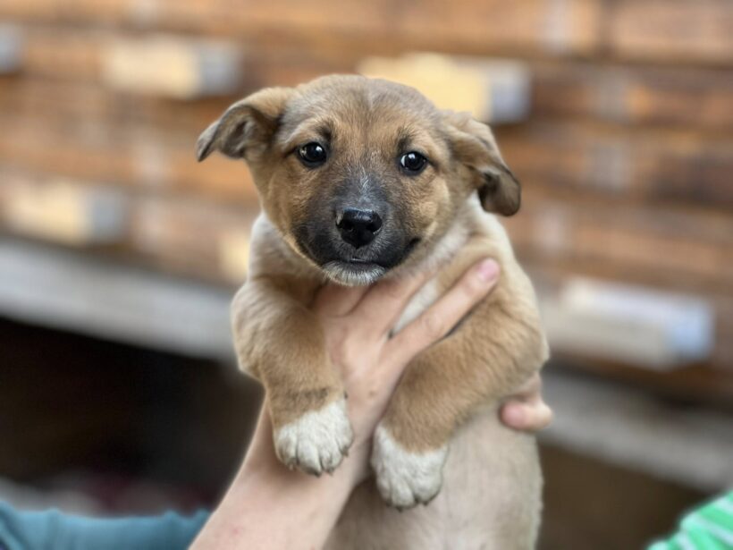 HERR SCHRÖDER HERR SCHRÖDER