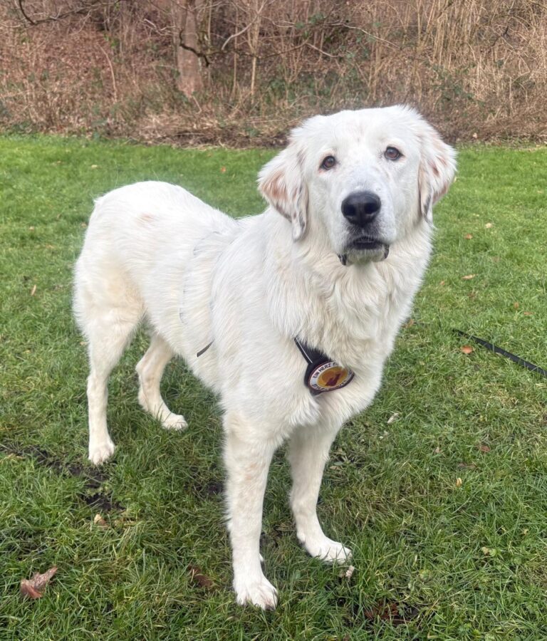 9af5b2dc-ca30-4833-b265-2b97ea4529af