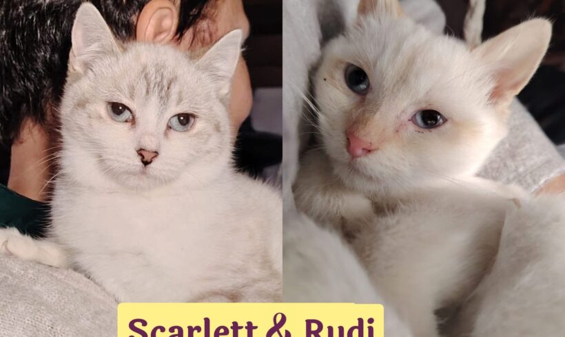 SCARLETT&RUDI