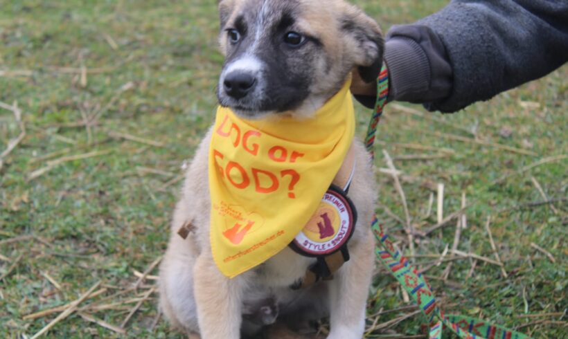 DRAGON – reserviert