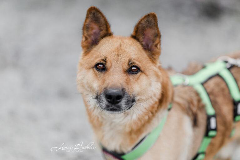 teddy_lenabuhlafotografie-5