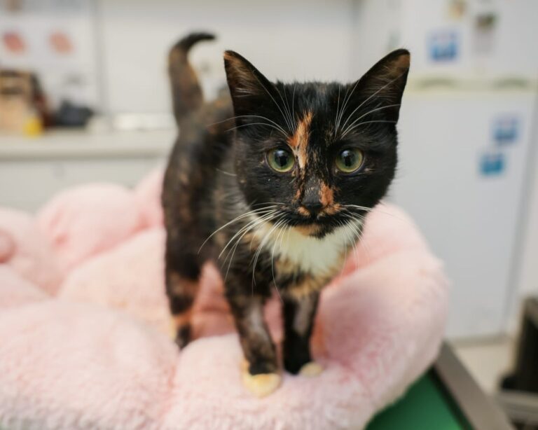 14ae45c1-9d41-4d92-930e-24bd6e82dc13