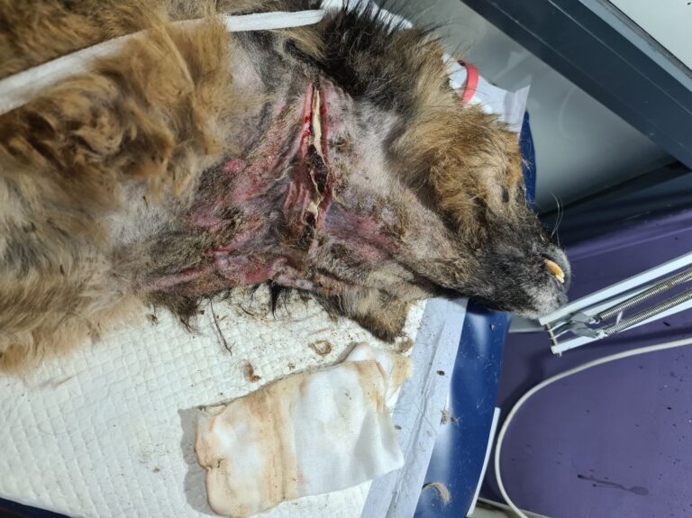 164302818_2839213672960209_6356939655156700306_n-rotated-1-768x575