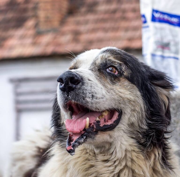 19965086_1185414684896306_1462538307_n-768x753