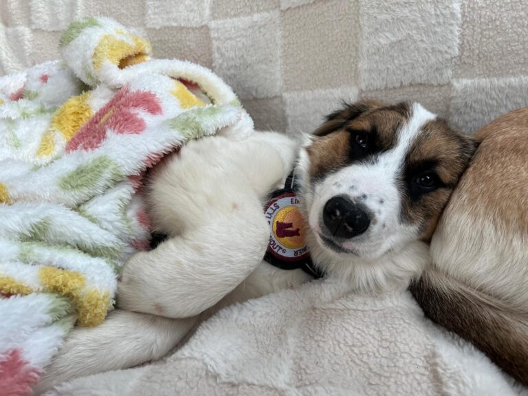 1ca689da-cadd-423f-94ac-bb54bc8d9ee4