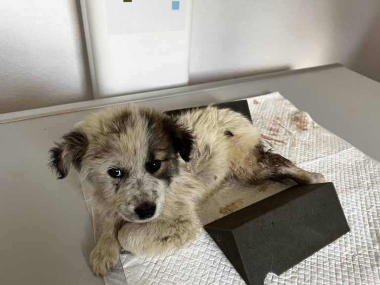 361069754_794358555522676_7082933666821258180_n-scaled-1-768x576