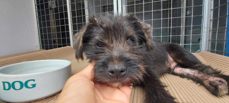 369173549_262980353231861_6435771307472851301_n-768x346