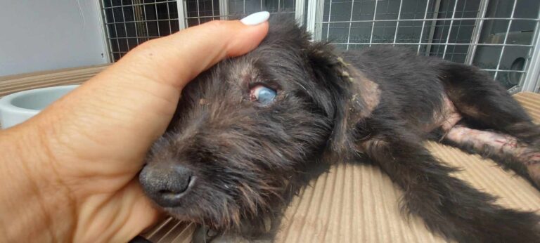 369306047_674573151363056_354200047491159028_n-768x346