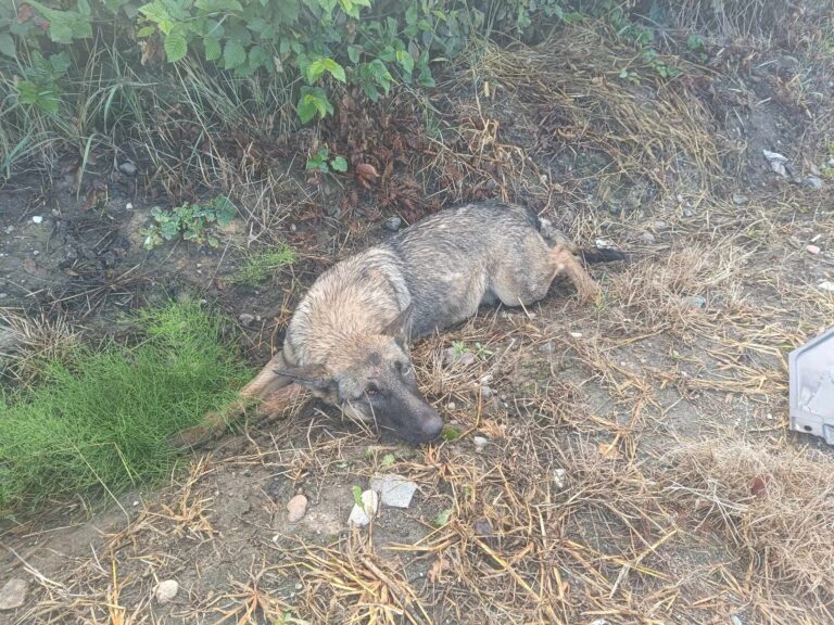 372668799_265155176396798_5404984810459254738_n-768x576