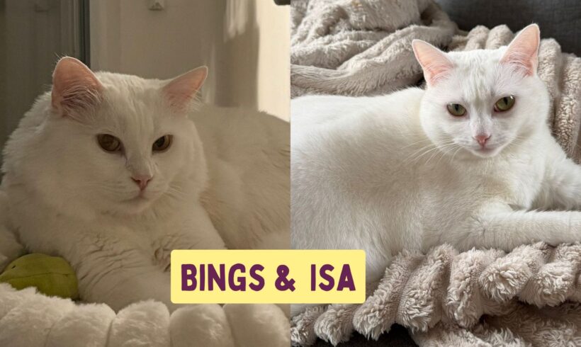 BINGS & ISA