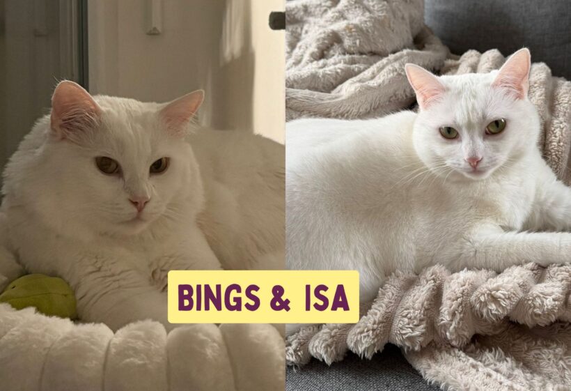 BINGS & ISA