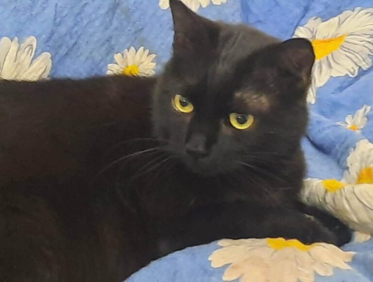 602407970_25343708145281579_2776424729856791295_n