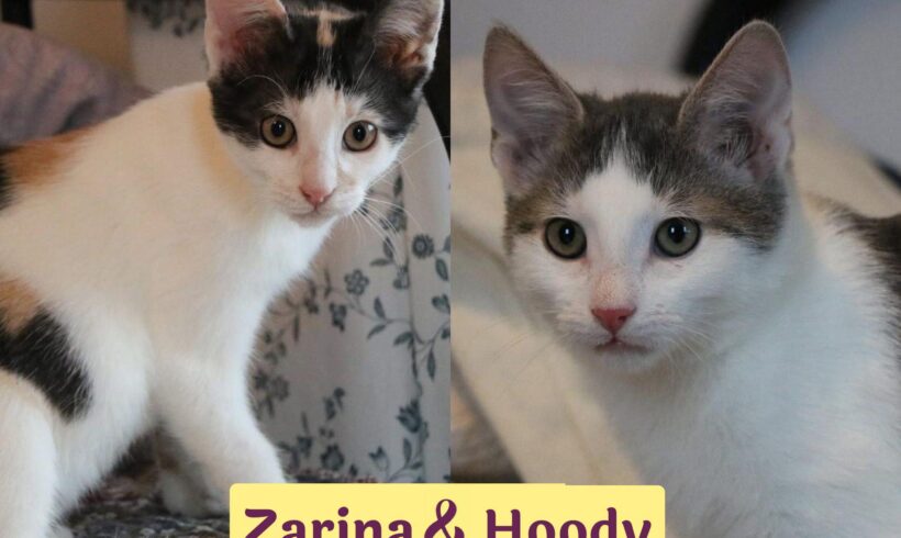 HOODY&ZARINA