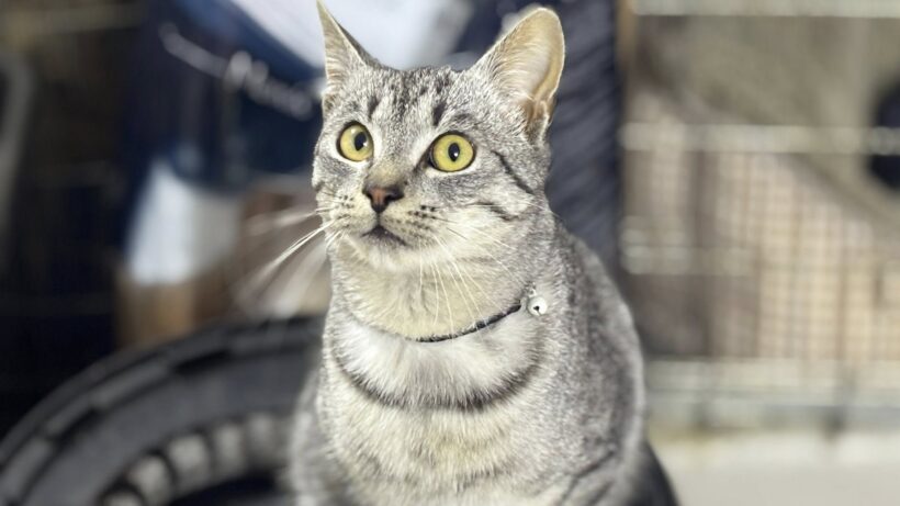 SCHNURRBERT SCHNURRBERT