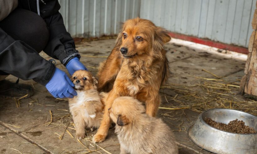 PEACH – reserviert