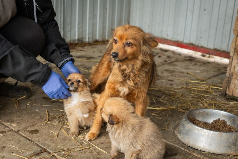 PEACH – reserviert PEACH – reserviert