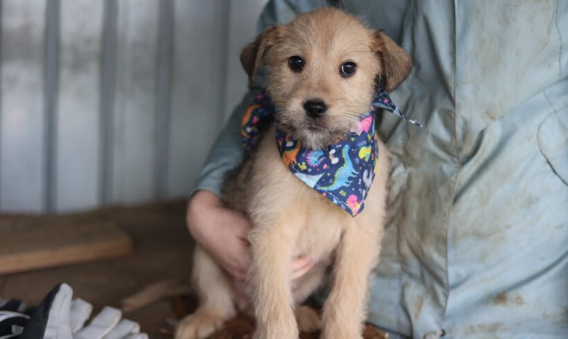 ALFIE – reserviert