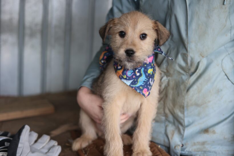 ALFIE – reserviert ALFIE – reserviert