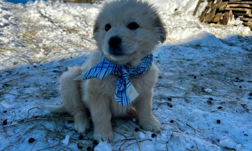 FALKOR – reserviert