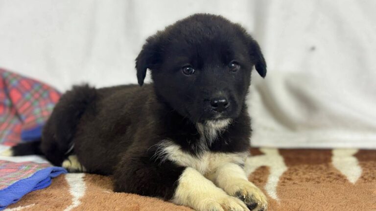 FB_IMG_1770639969649