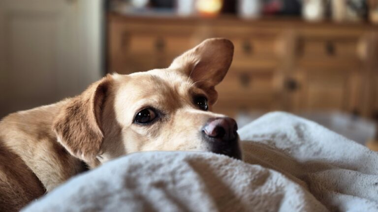 IMG-20260211-WA0111(2)