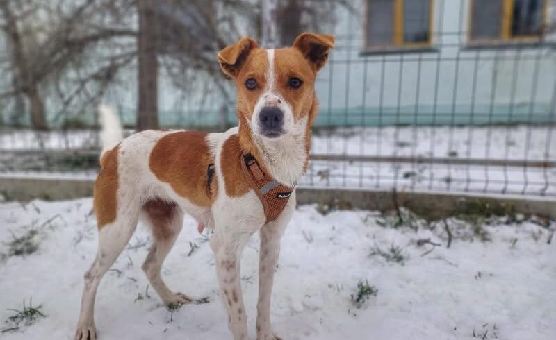 PANJA – reserviert