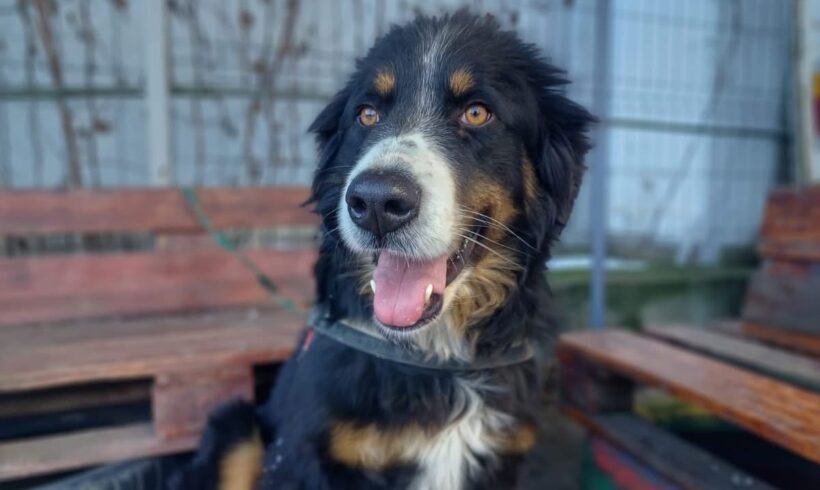 PANTERA NEGRA – reserviert