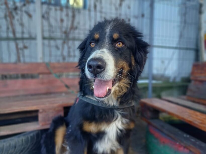 PANTERA NEGRA – reserviert