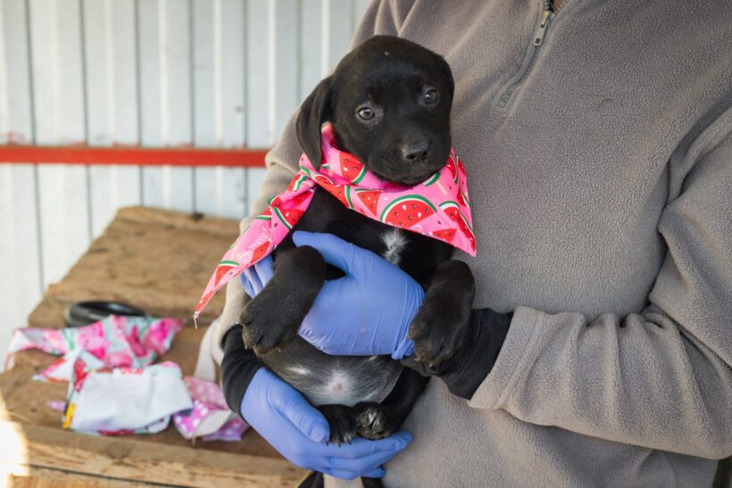 ANNABELLIE ANNABELLIE