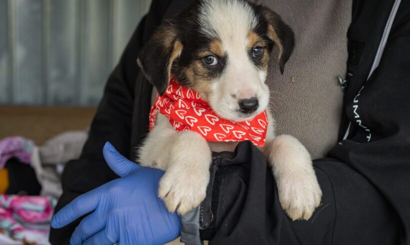 CAMILLE – reserviert