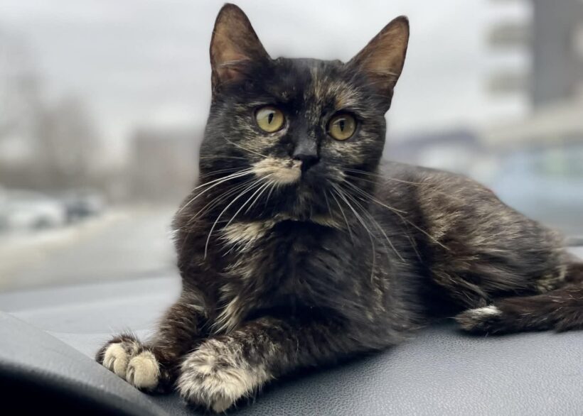 MISS MINKA MISS MINKA