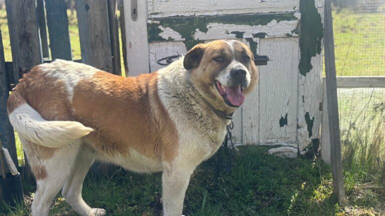 ce45ff9d-06da-4a6c-86a9-97b31494cdd9