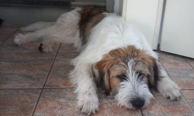 KNUFFI