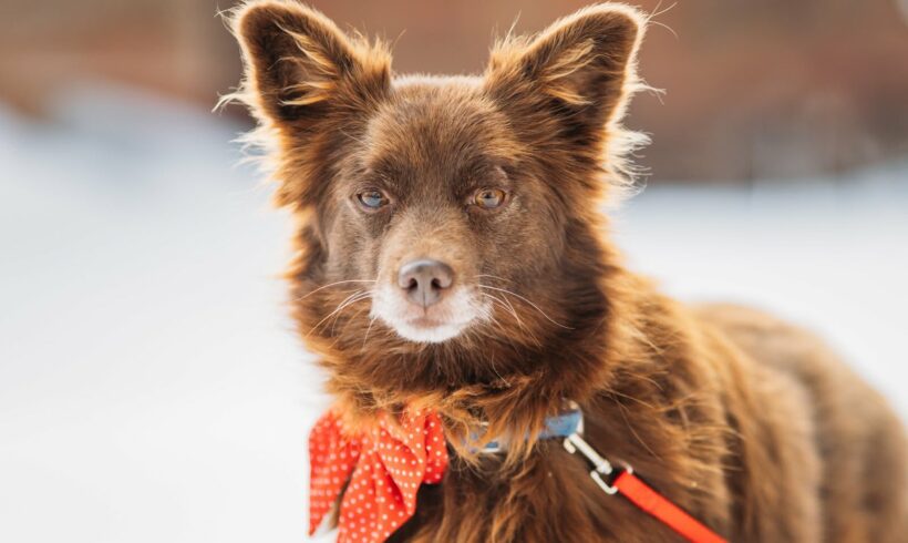 ELISE – reserviert