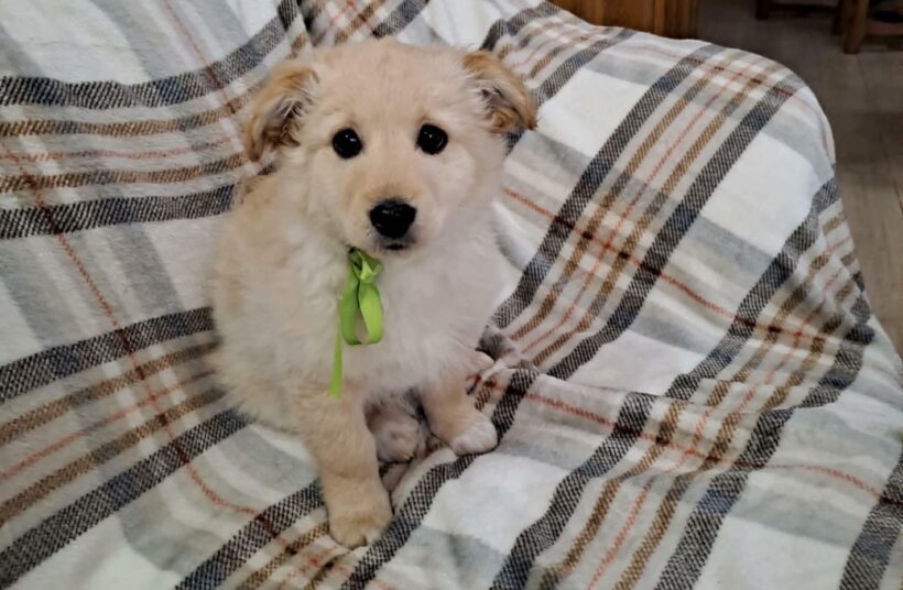 KNÖPFCHEN KNÖPFCHEN