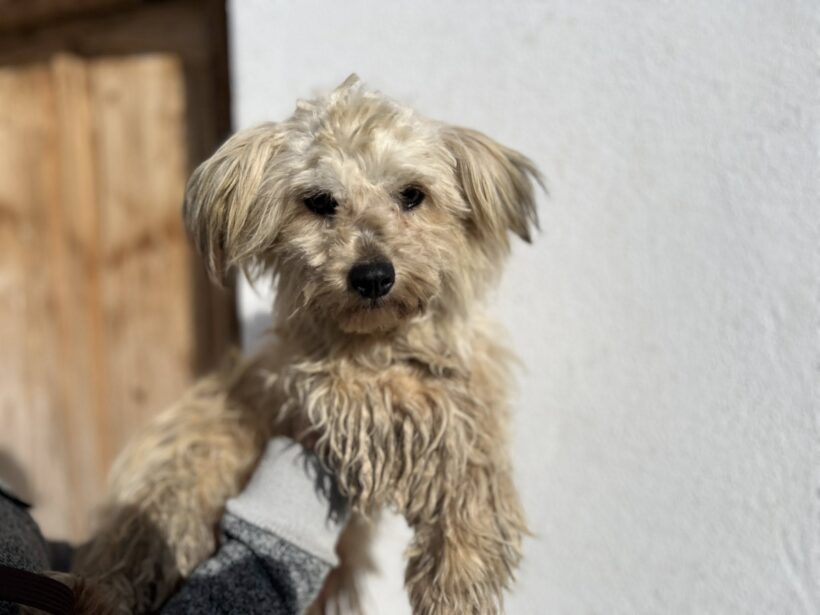 MARIA THERESIA – reserviert