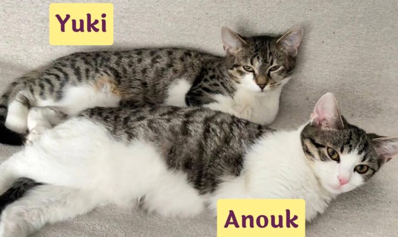 YUKI&ANOUK