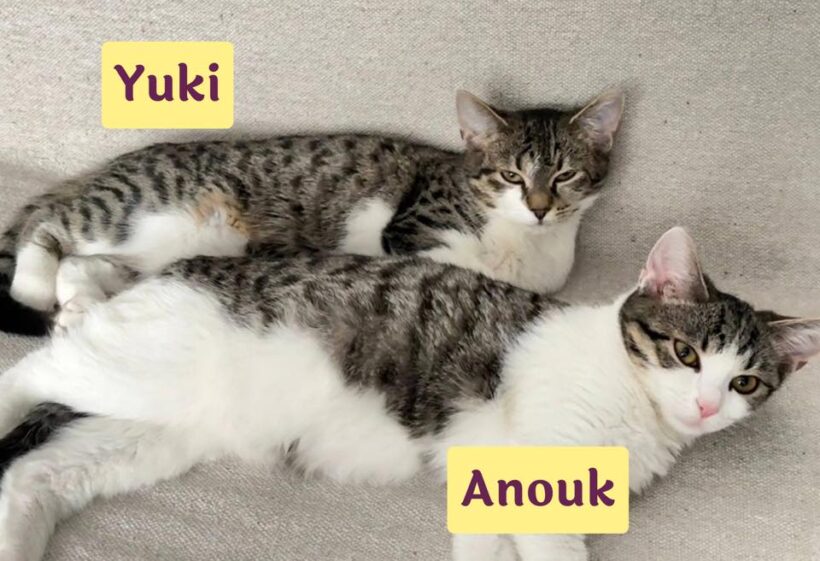 YUKI&ANOUK