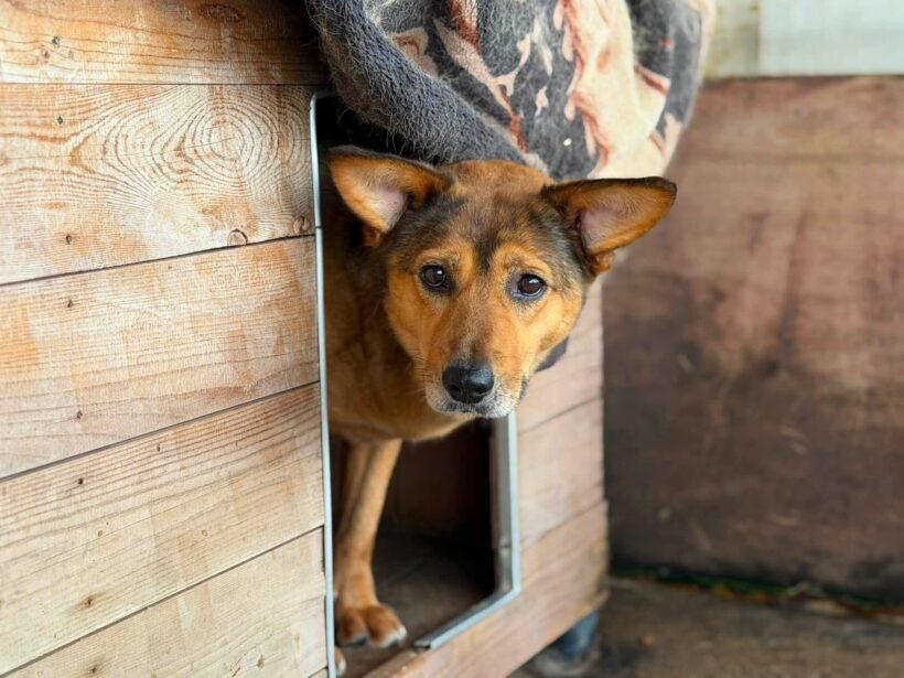 JENNY